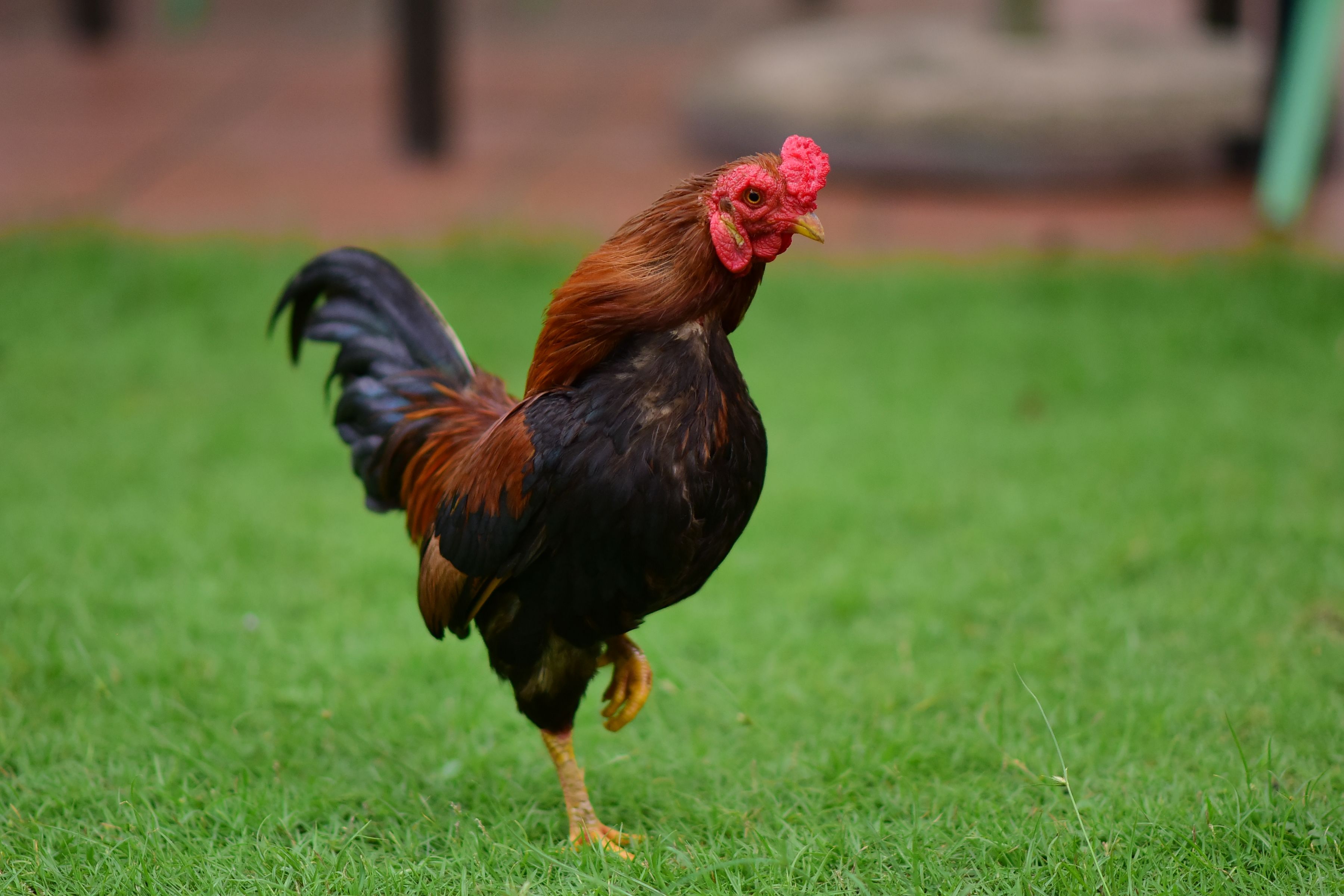 ผู้ชมตรวจสอบข้อมูลสนามไก่ชนบนโทรศัพท์ข้างสมุดบันทึกและป้ายเตือนการพนันอย่างรับผิดชอบ