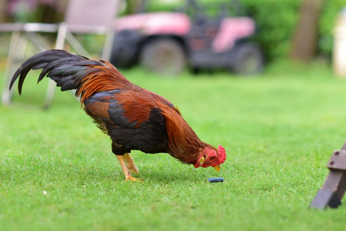 Modern Adaptations and Everyday Cooking