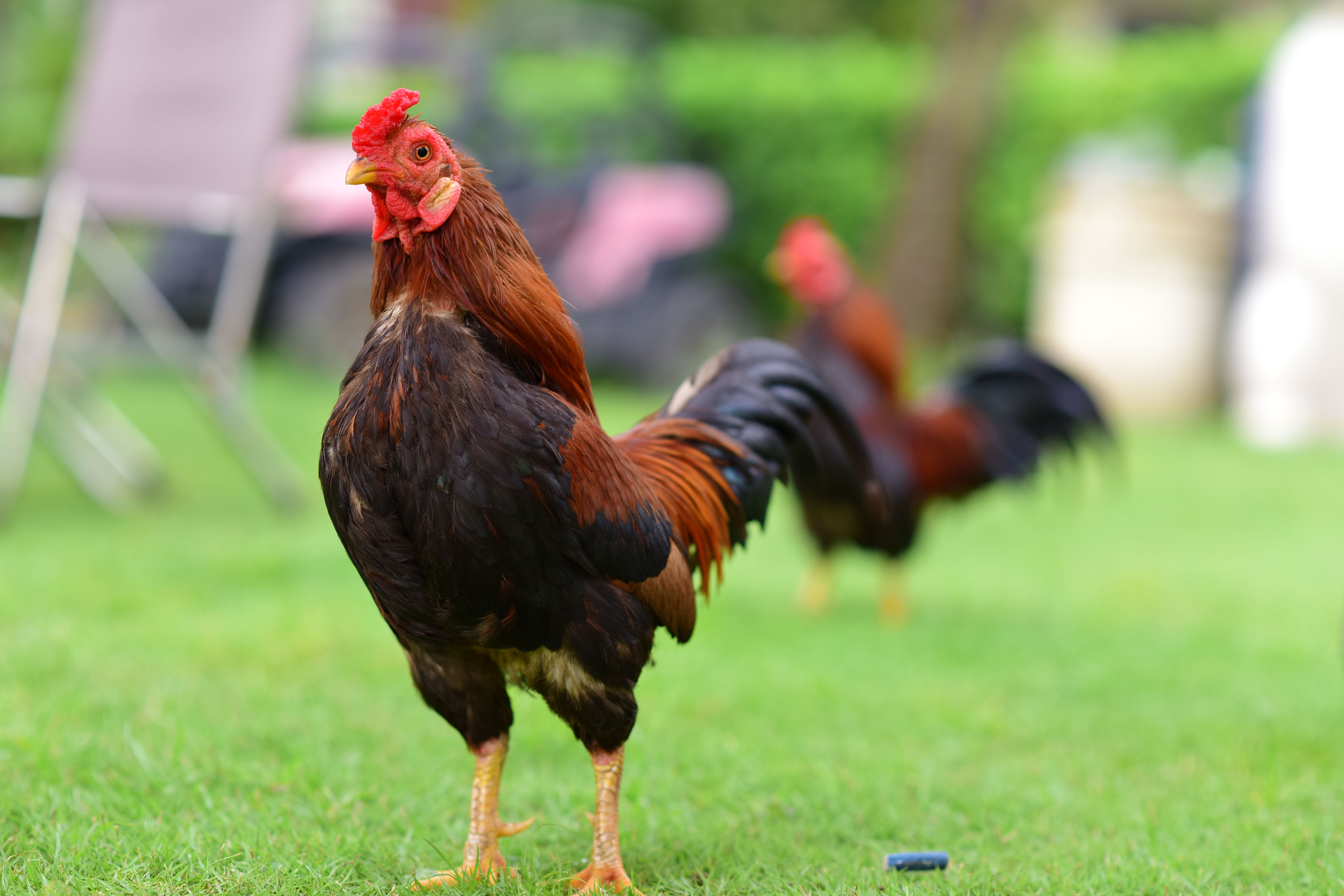 Lively image of roosters on lush green grass, showcasing vivid colors and natural beauty.