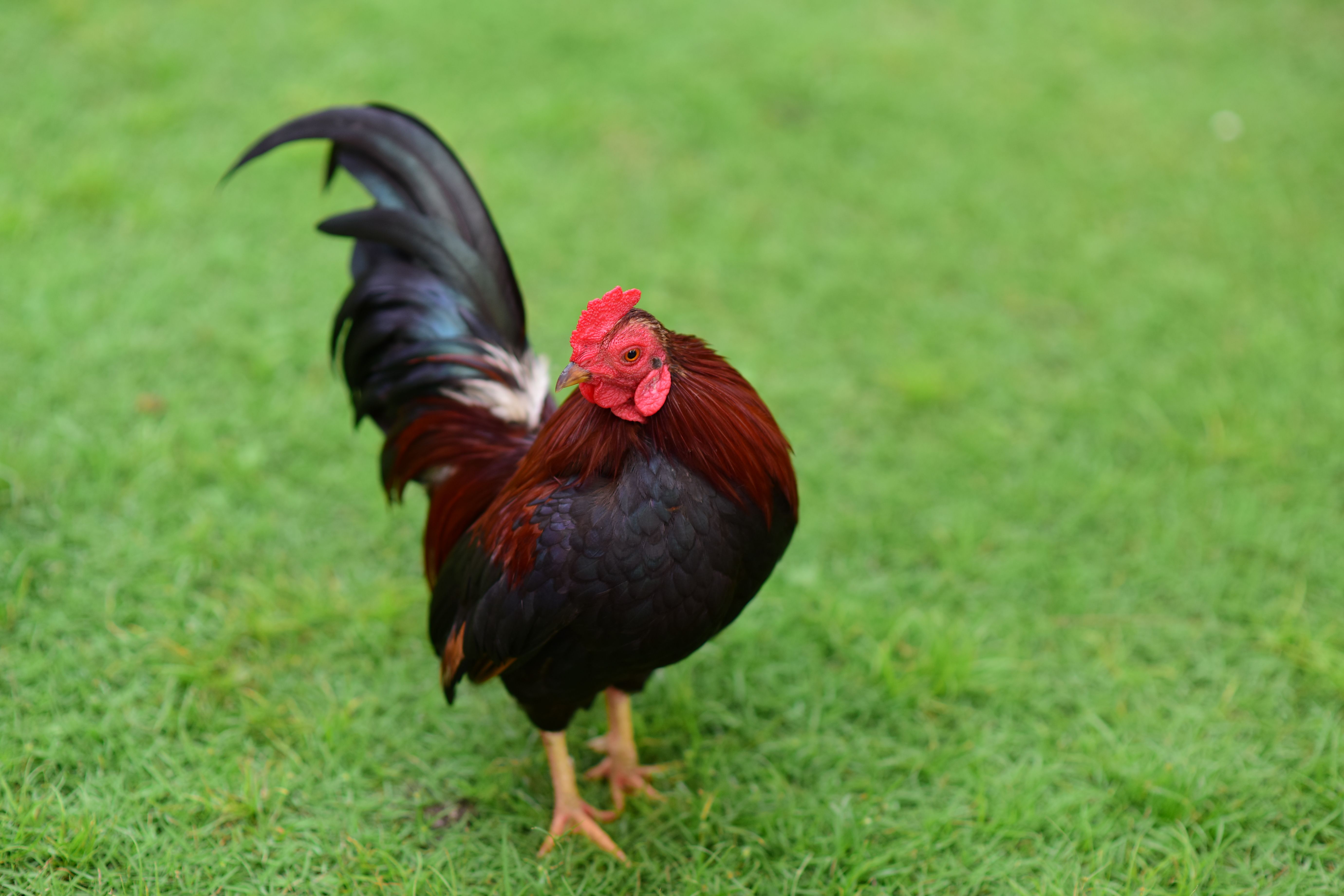 ผู้ดูแลฟาร์มไทยยืนตรวจคอกไก่ชนที่สะอาด มีฉากกั้นและพื้นที่แยกอย่างเป็นระเบียบ
