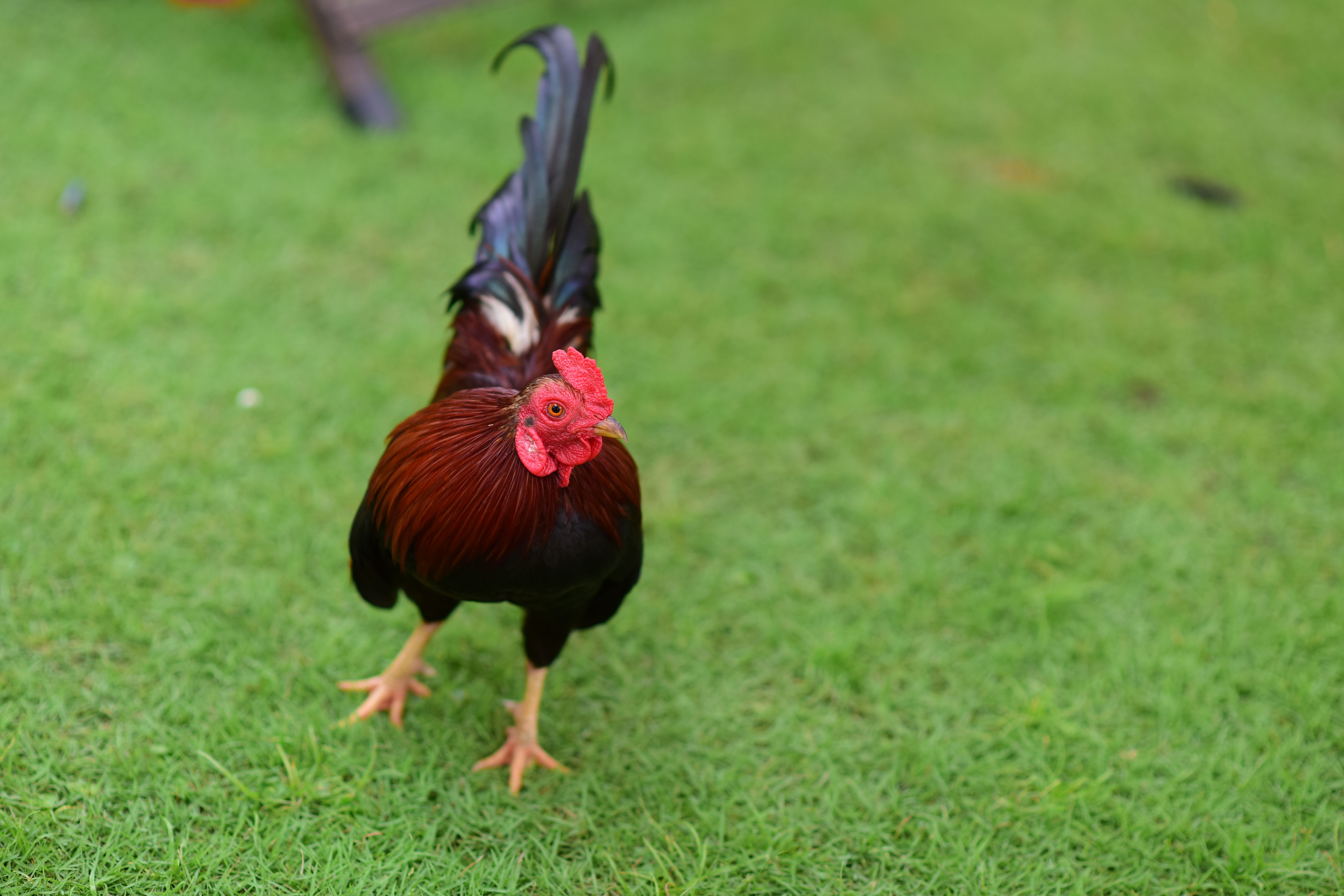 นักวิจัยตรวจเอกสารไก่ชนโบราณในพิพิธภัณฑ์ไทย ท่ามกลางแสงอบอุ่นและบรรยากาศเคร่งขรึม