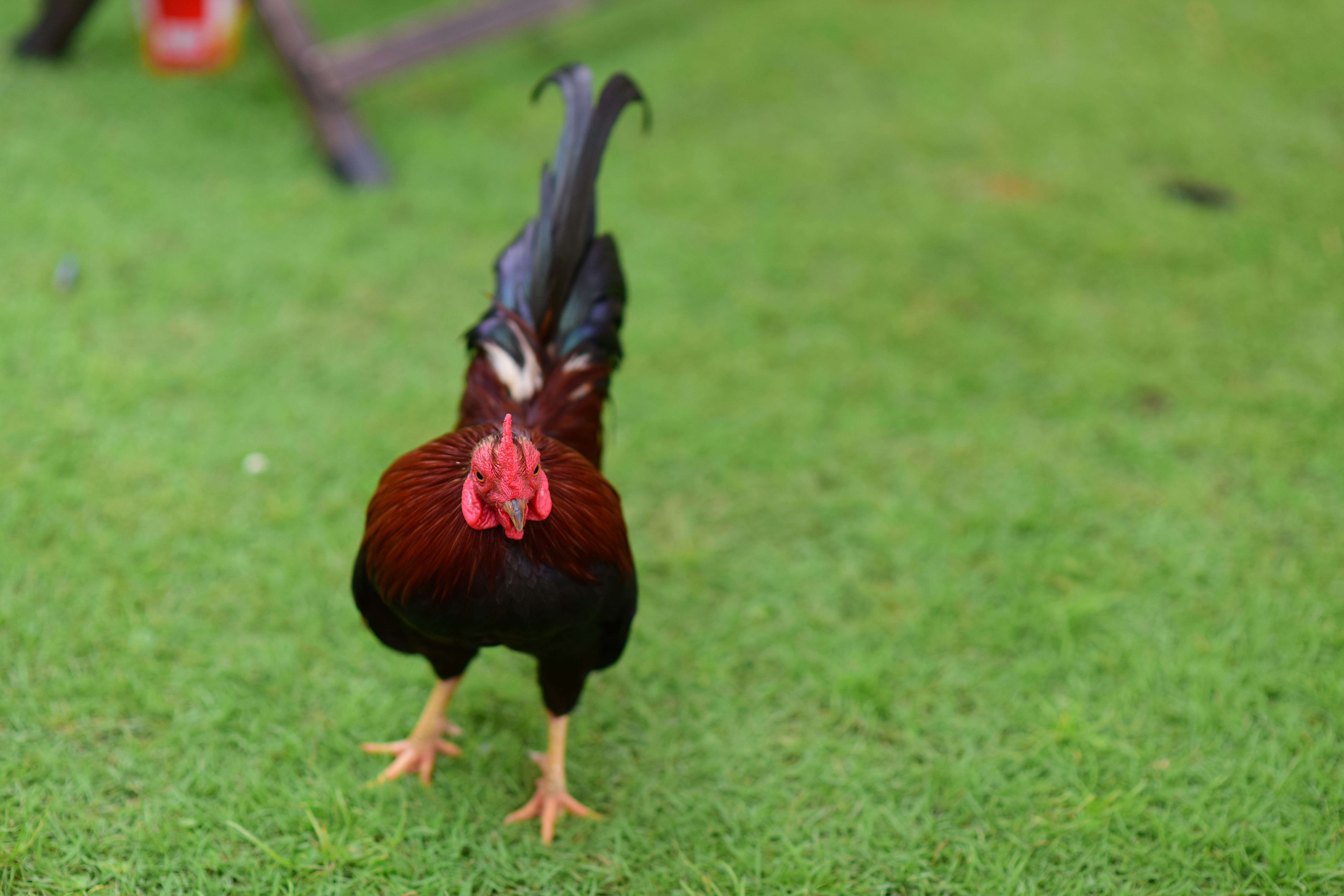 ก่อนติดตามไก่ชนปี 2025 อ่านสรุป 3 อันดับนี้