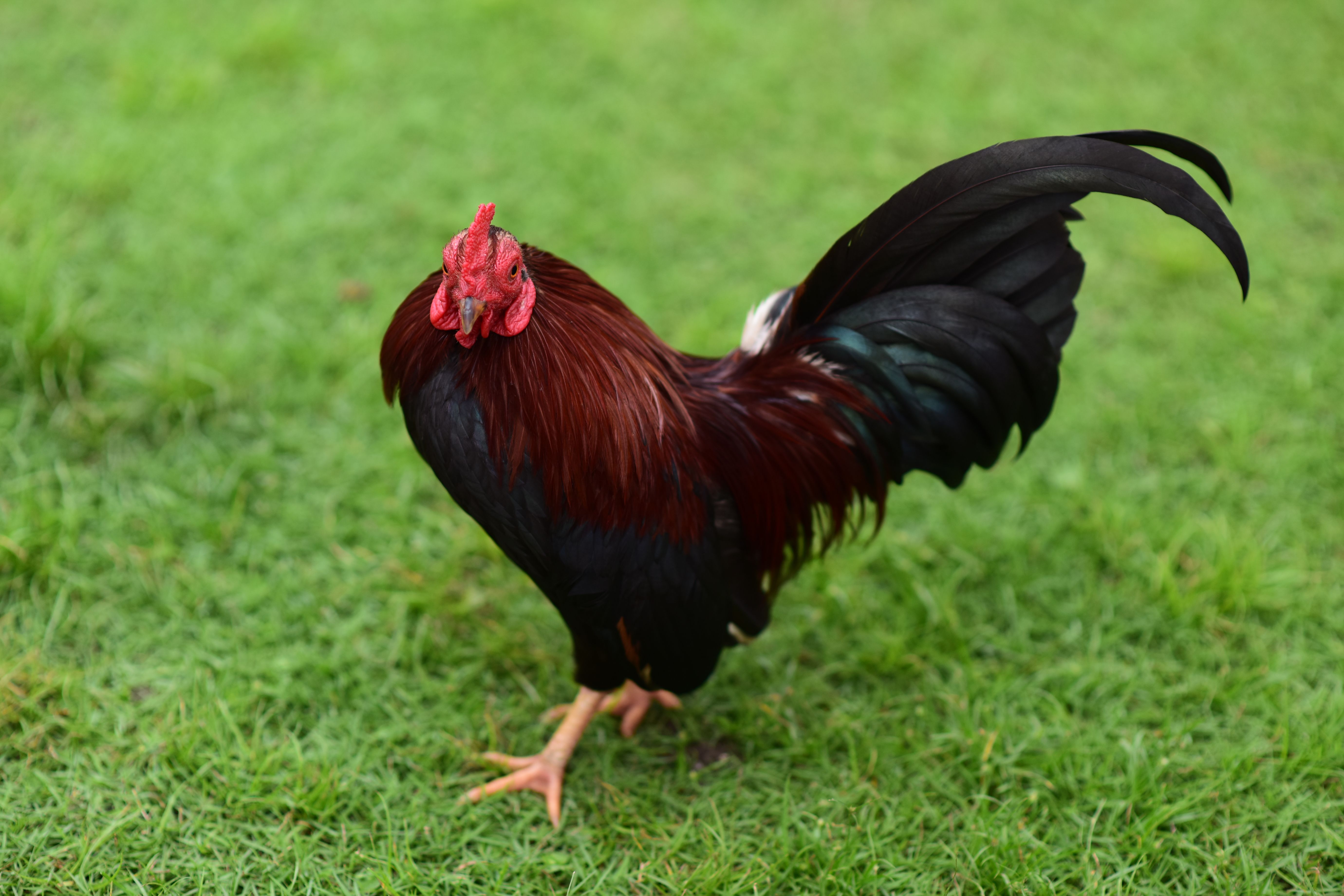 Close-up of a colorful rooster standing on vibrant green grass, showcasing its striking plumage.