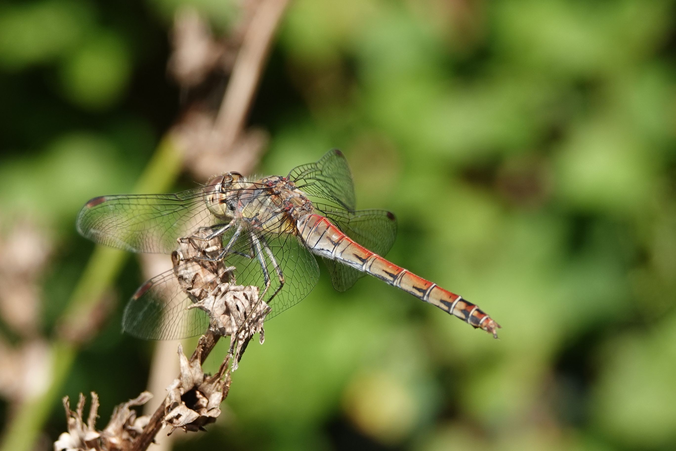 Close-up of Dragonfly Resting on Plant Stem · Free Stock Photo