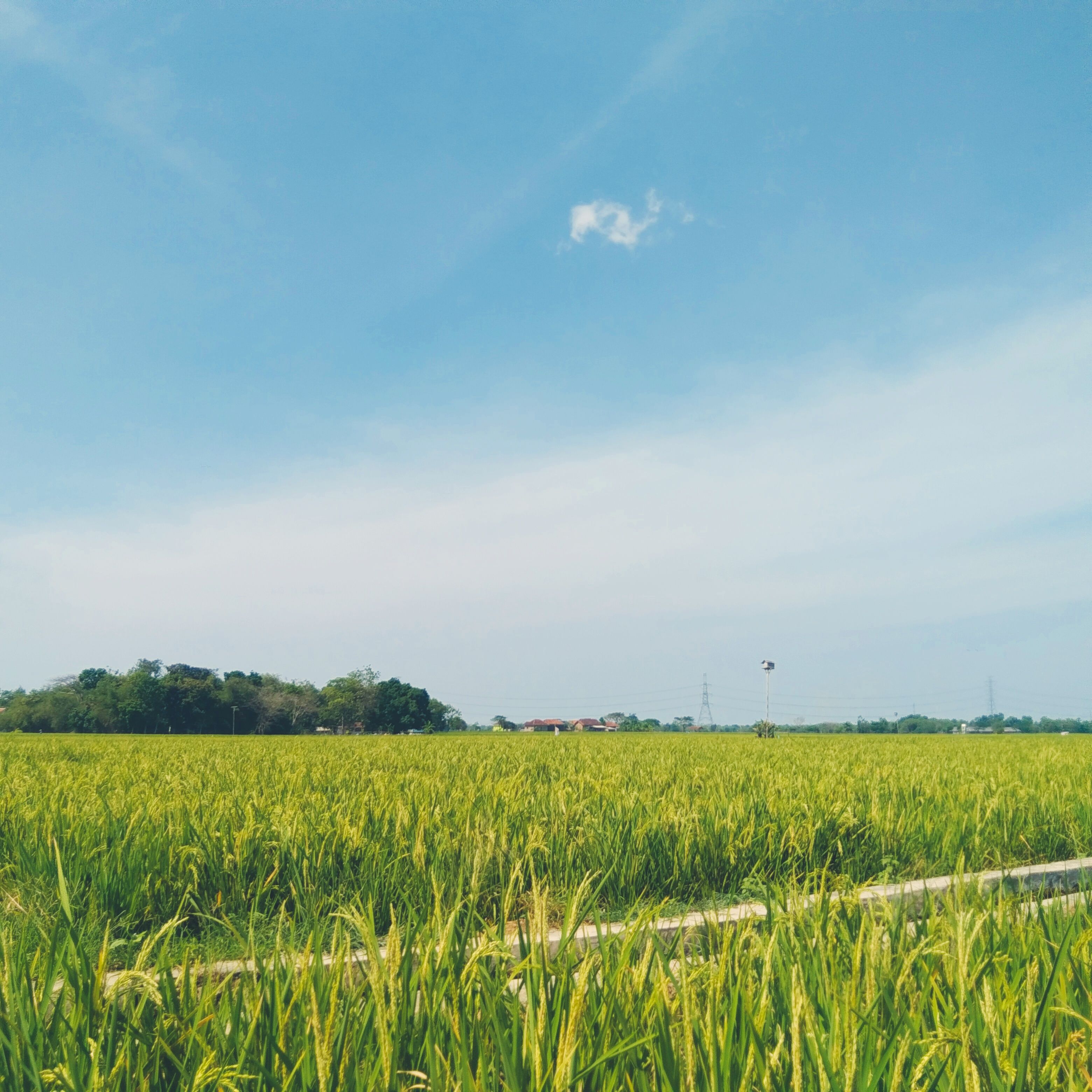 Hamparan sawah hijau di bawah langit biru