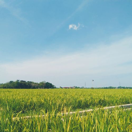 Free Breathtaking view of a green rice field under a clear blue sky in Indonesia. Perfect for nature and travel themes. Stock Photo