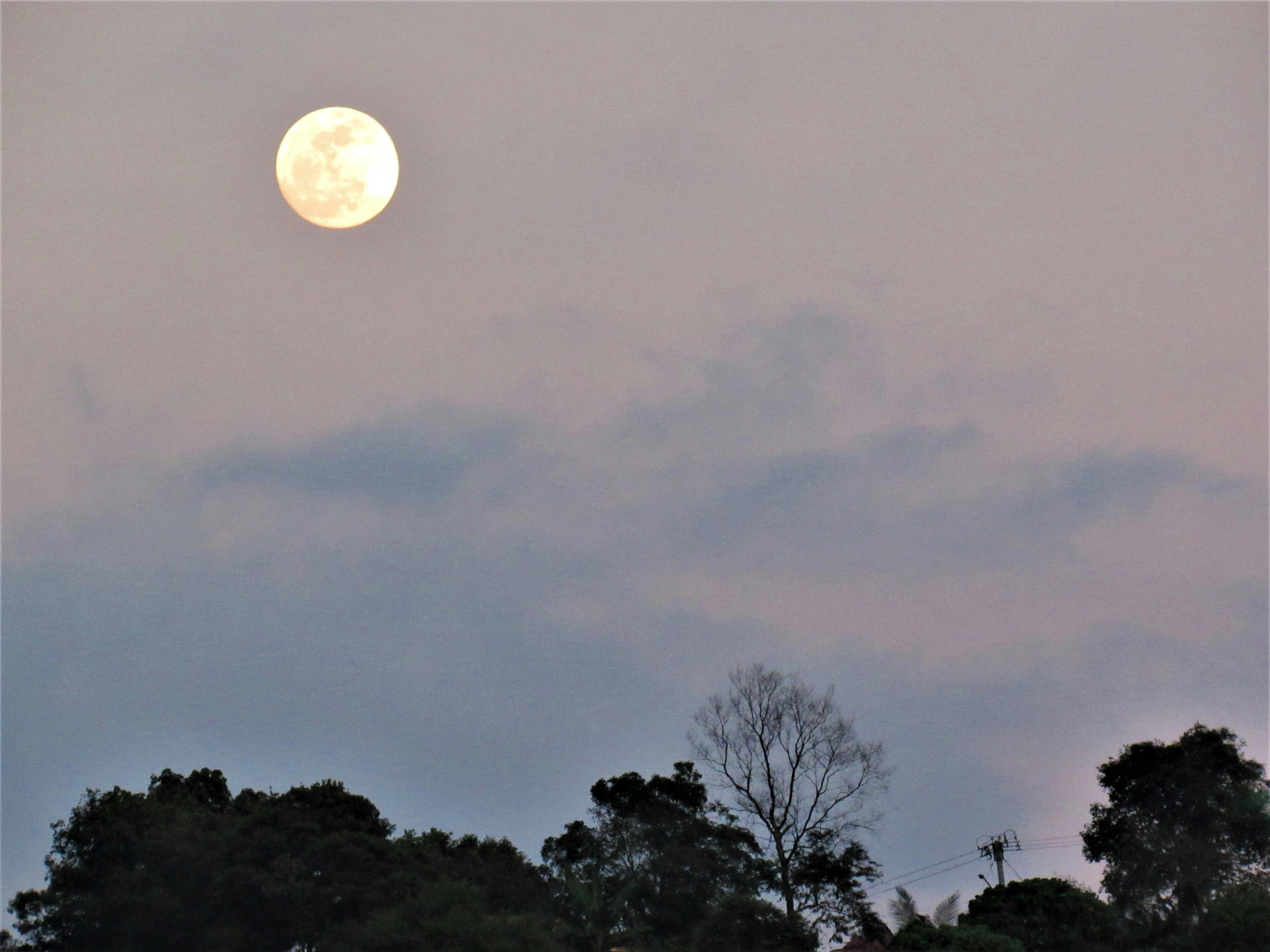 传统中国茶道仪式