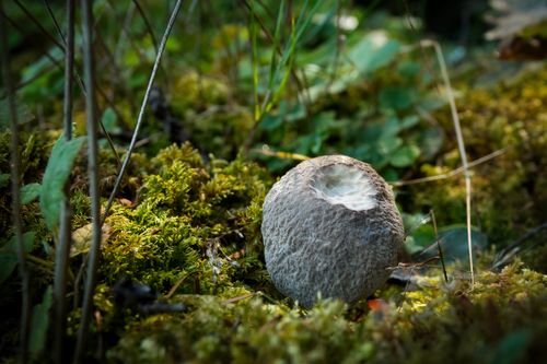 Free Detailed view of a puffball mushroom surrounded by vibrant green moss and foliage in a forest setting. Stock Photo