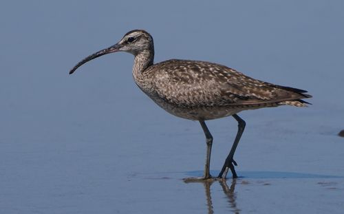 Free A whimbrel bird standing on the shore in Isla Vista, showcasing its distinct curved bill. Stock Photo