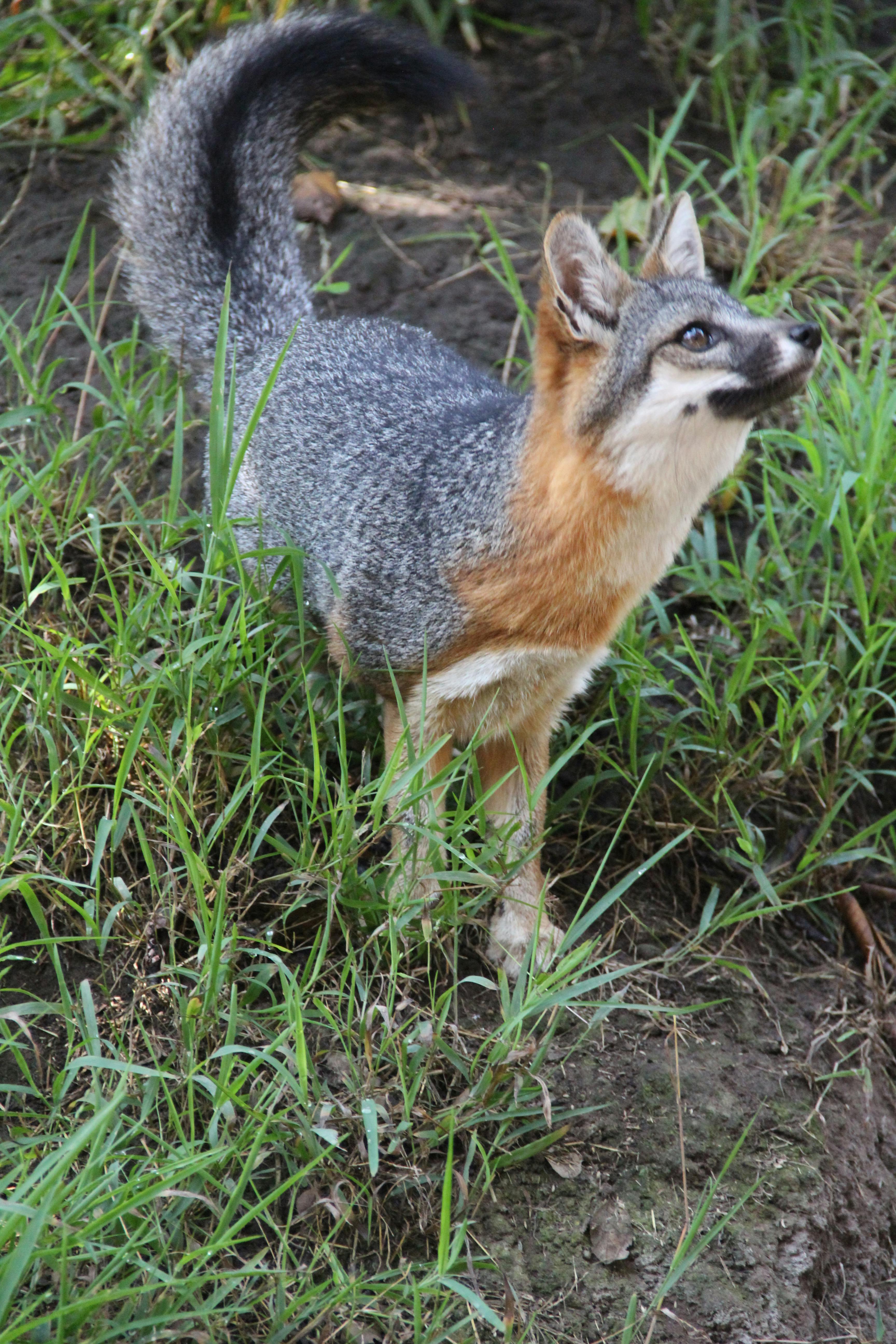 Gratis Volpe grigia in allerta nell'erba verde, scena naturalistica di Santa Barbara. Foto a disposizione