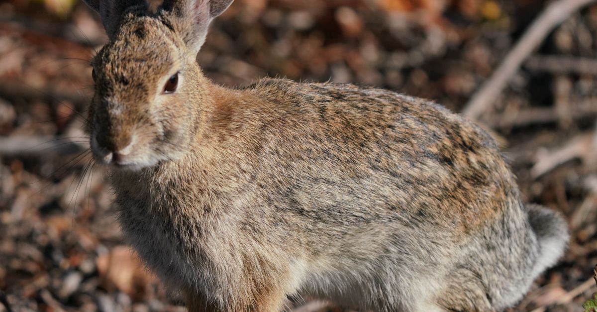 Close-up of a California Cottontail Rabbit Outdoors · Free Stock Photo