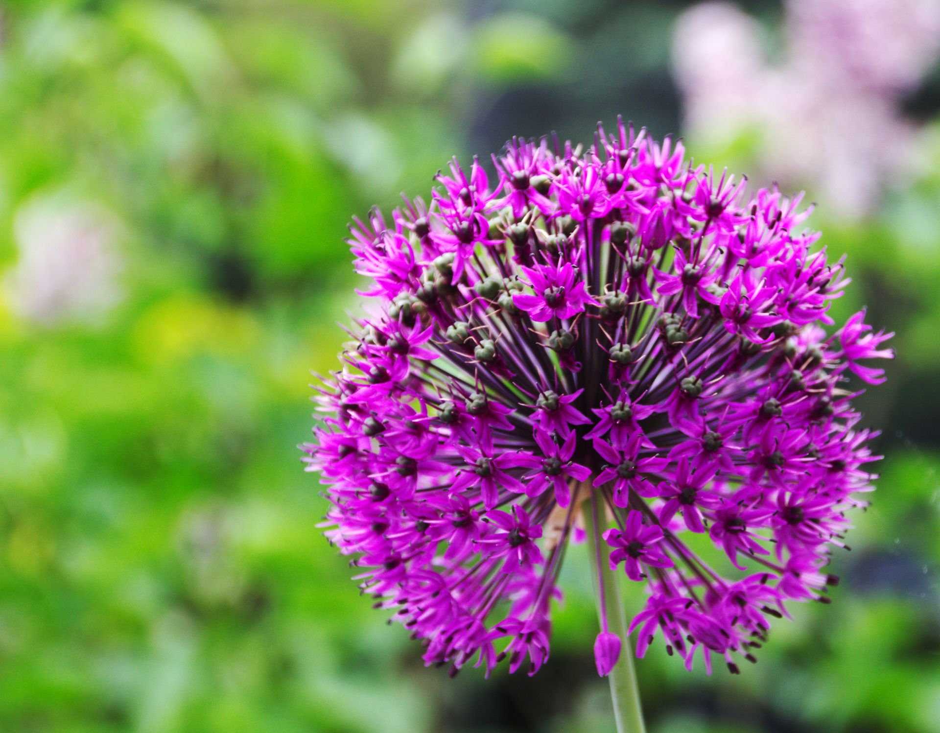Close-up of a vibrant purple allium flower blooming in a garden.