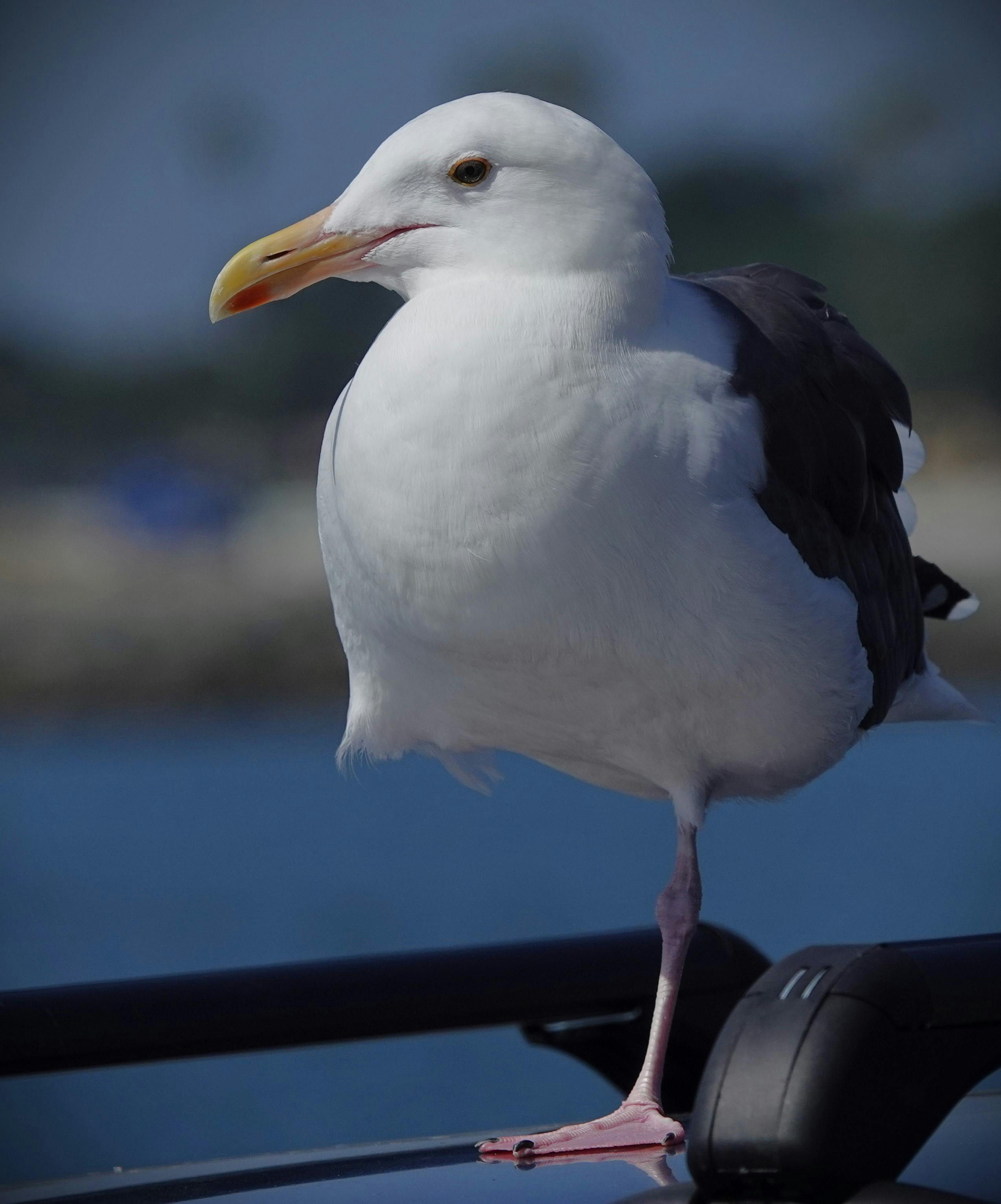 grátis Uma visão detalhada de uma gaivota pousada perto da orla em San Diego, Califórnia. Foto profissional