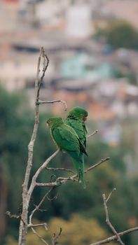 Two green parakeets perched on a branch with blurred urban background, creating a serene nature scene.