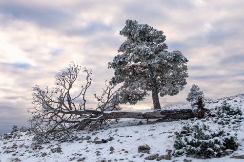 Free Captivating winter scene with snow-dusted trees and dramatic sky in Aragón, Spain. Stock Photo