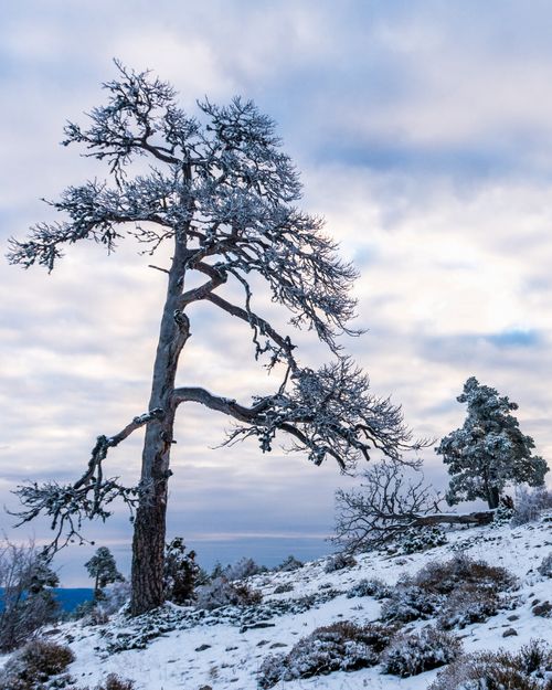 Free Snow-covered tree on a winter slope in Aragón, Spain, under a cloudy sky. Stock Photo