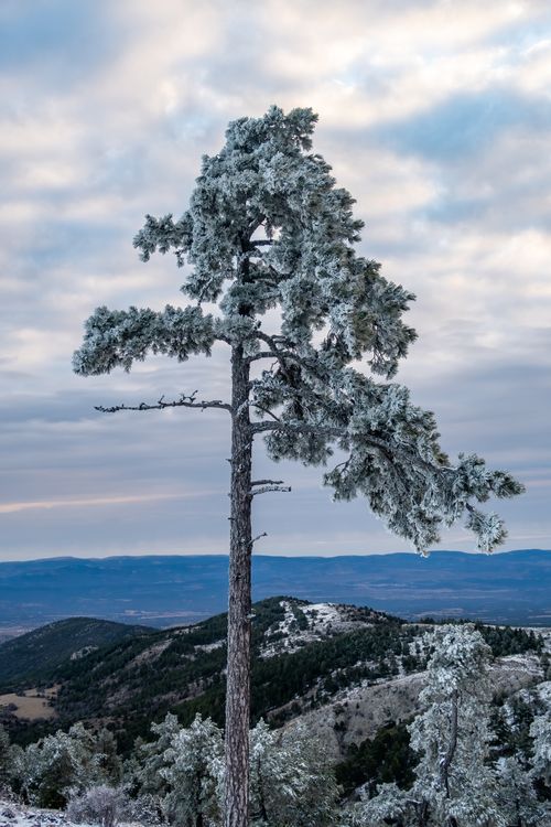 Free Majestic frost-covered pine tree stands prominently against the scenic winter backdrop of Aragón, España. Stock Photo