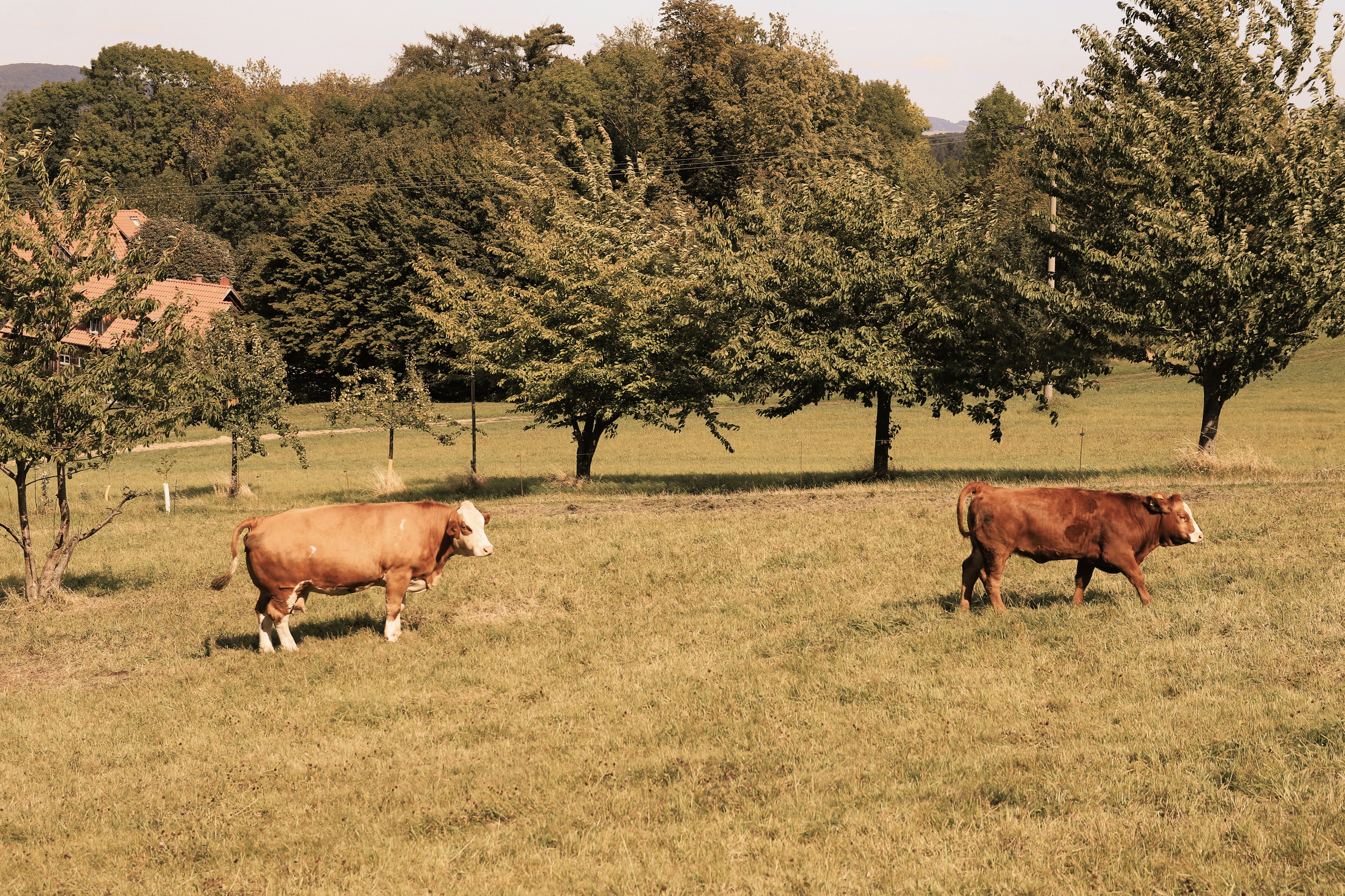 Pastoral Scene of Cows Grazing in Meadow · Free Stock Photo