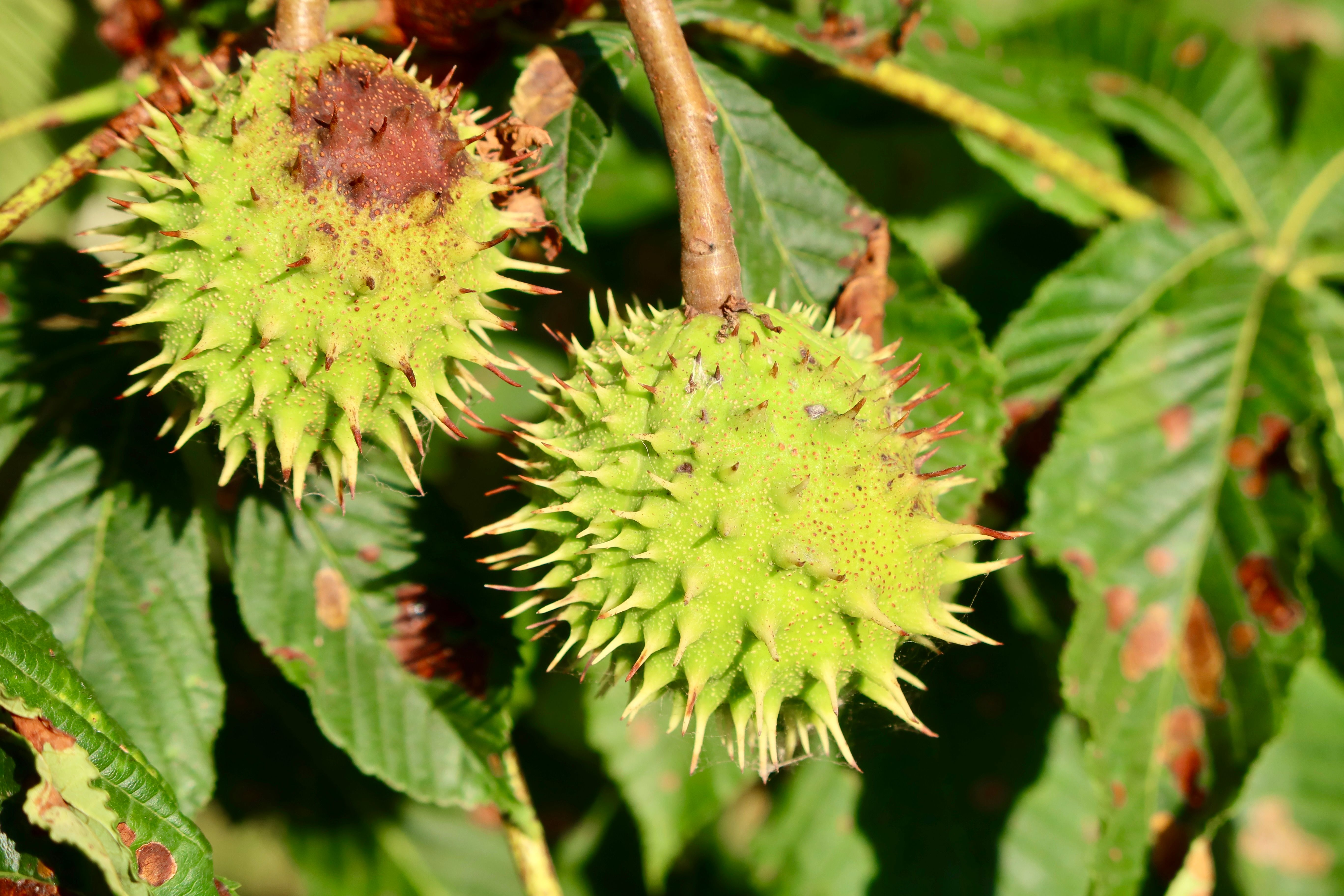 Close-up of Horse Chestnut Tree with Spiky Seed Pods · Free Stock Photo