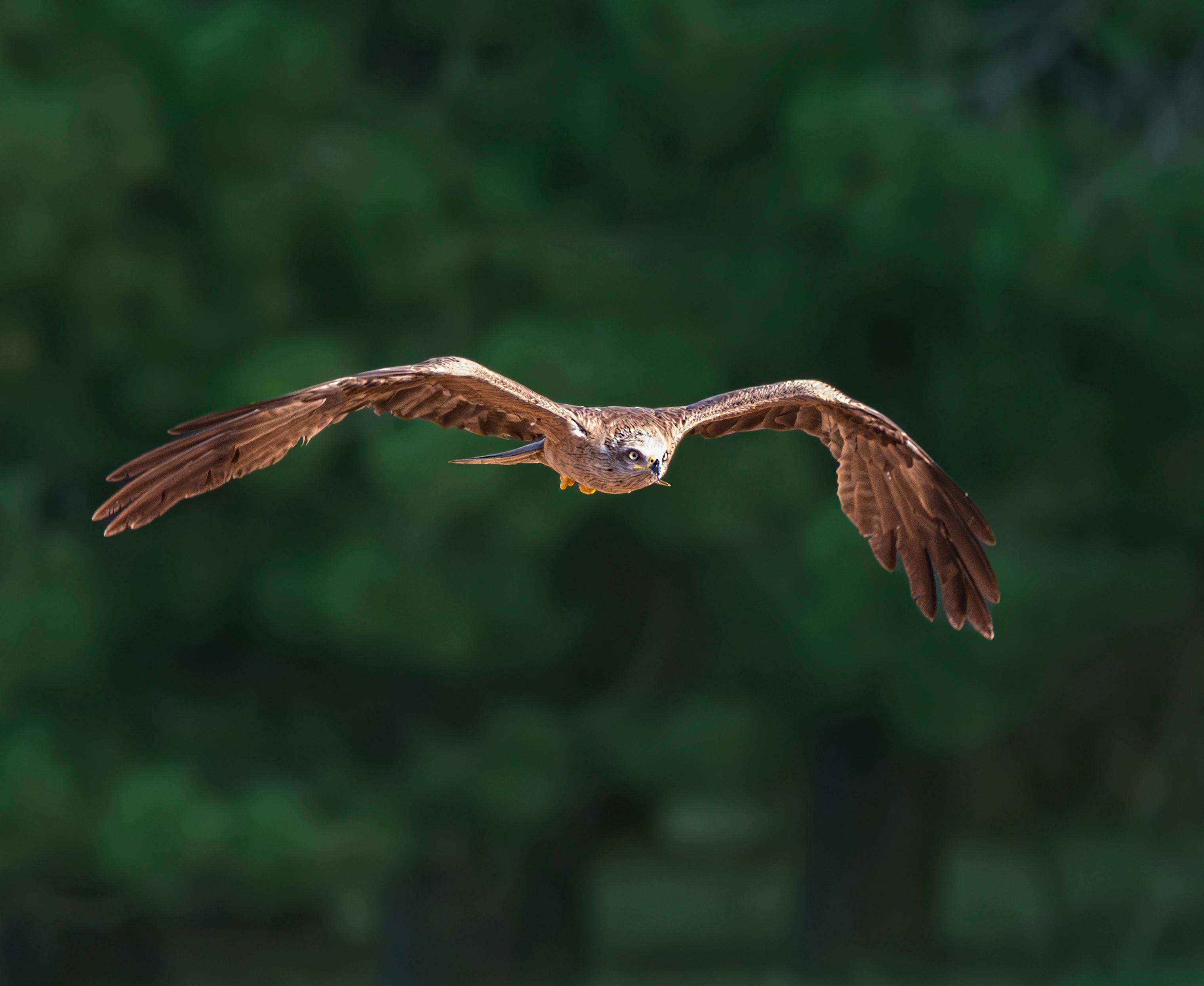 國防成了兒戲？草根影響力的現實挑戰