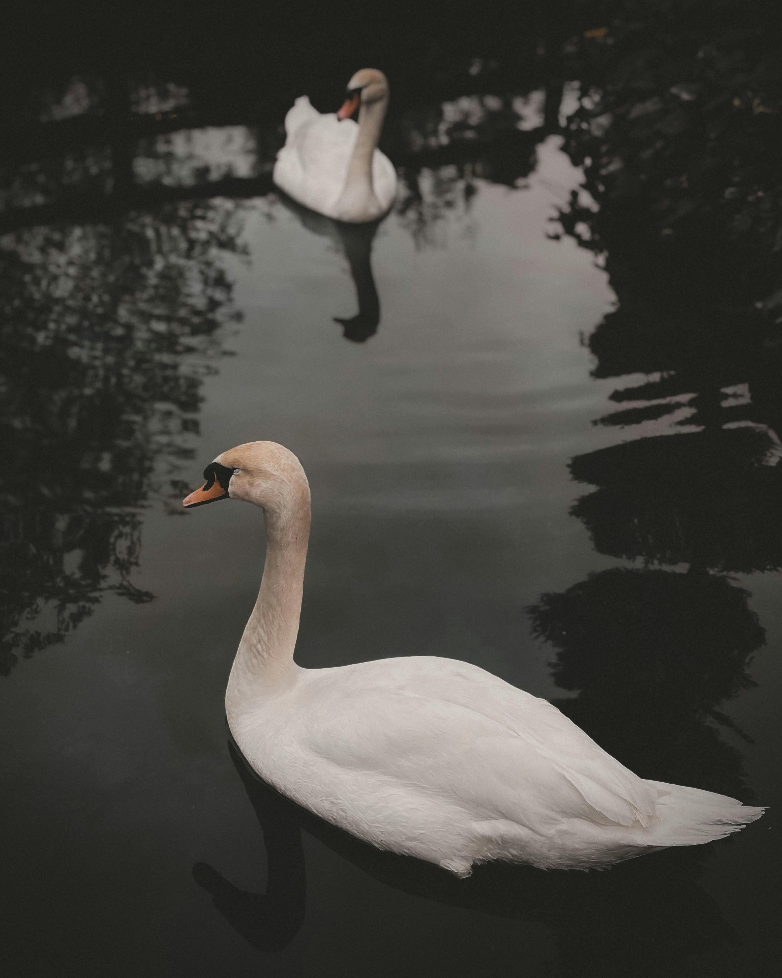 Two elegant swans gracefully gliding on a peaceful pond, casting reflections in the calm water.