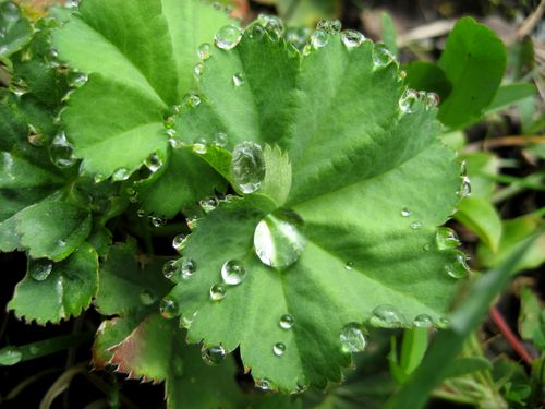 Free Close-up view of dewdrops on a vibrant green leaf, showcasing natural beauty in Bad Aussee, Austria. Stock Photo
