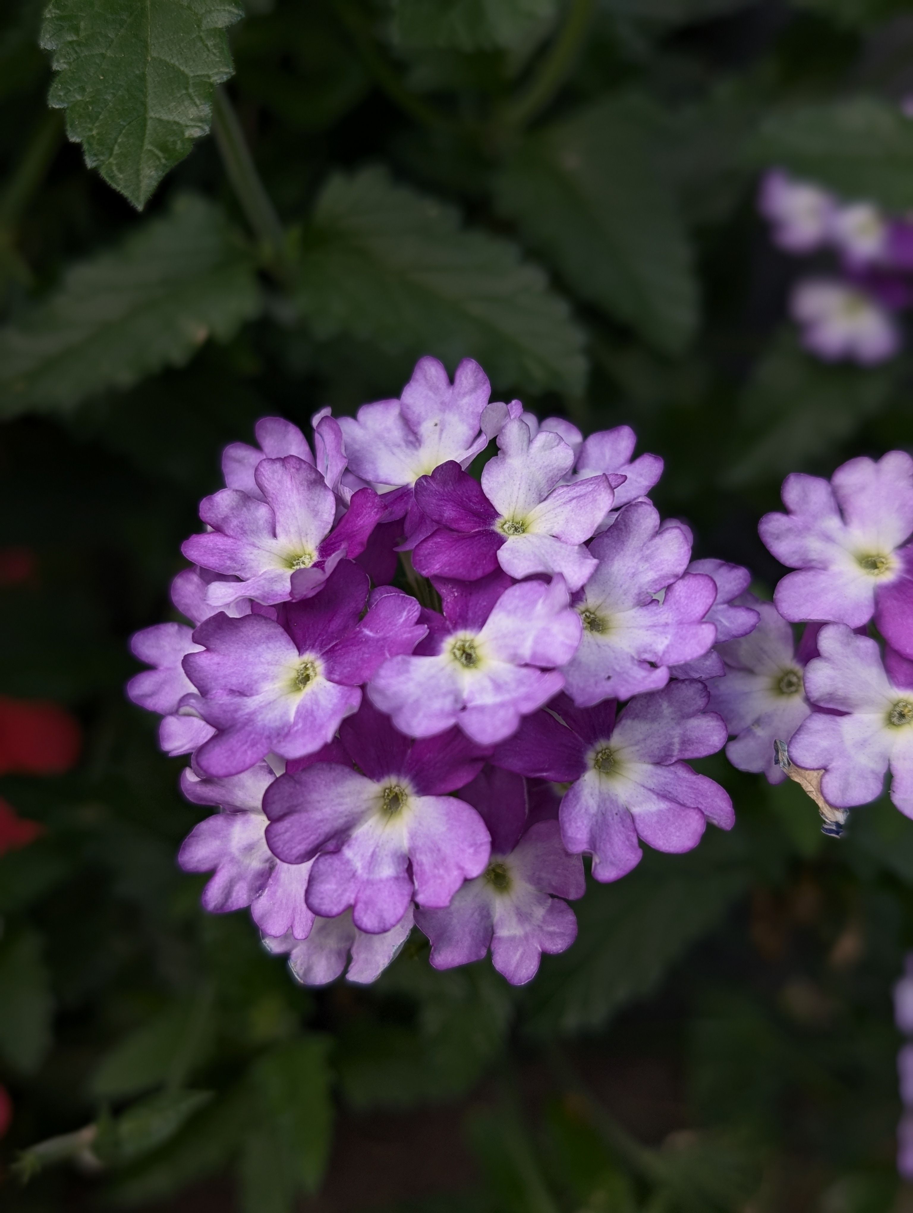[ColoSach]-close-up-of-vibrant-purple-verbena-flowers-showcasing-natural-beauty-and-intricate-details.