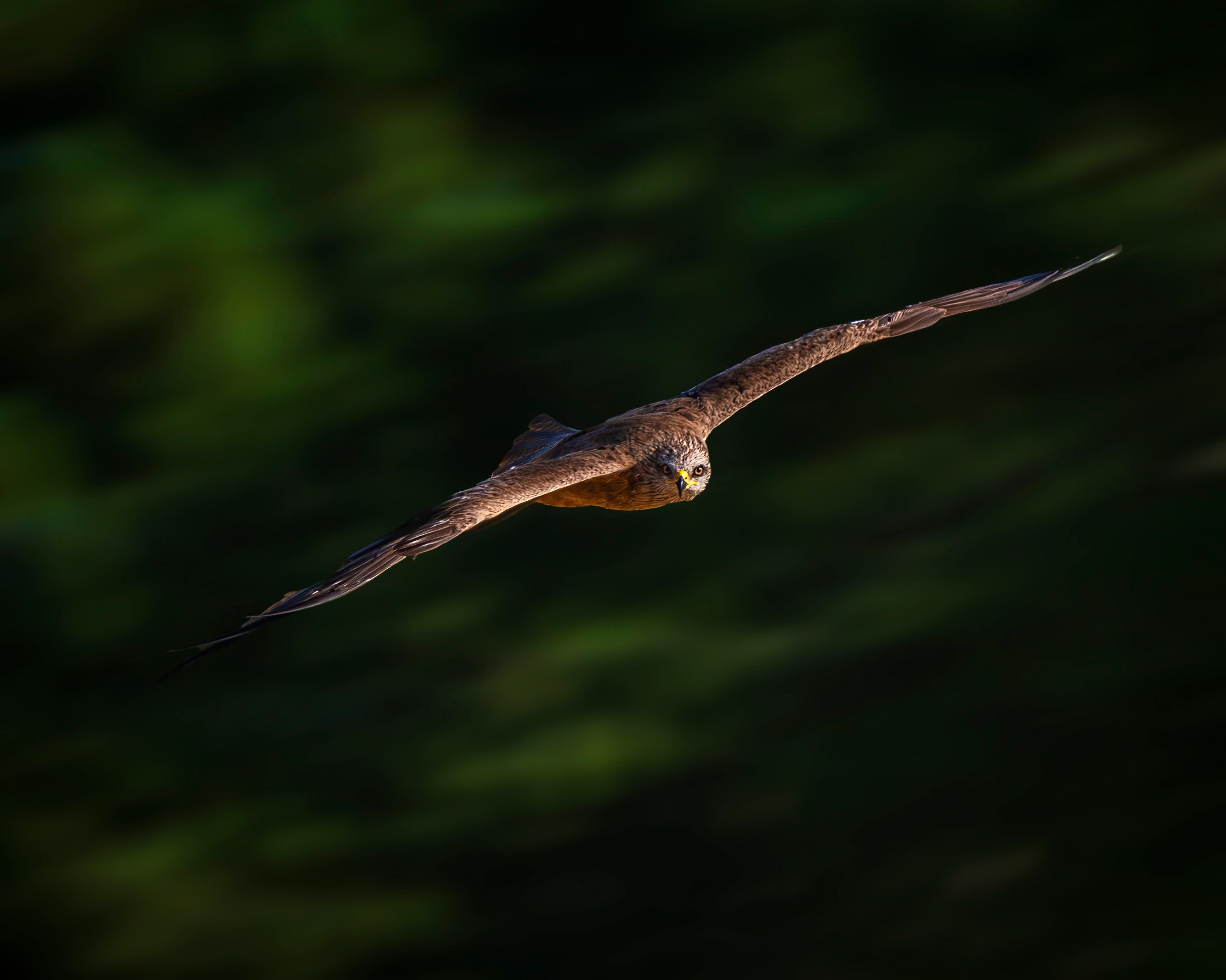 Majestic Bird of Prey Soaring in Flight · Free Stock Photo