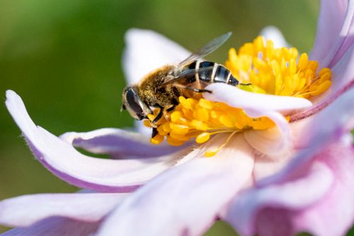 Free Macro shot of a bee gathering nectar from a vibrant flower. Stock Photo