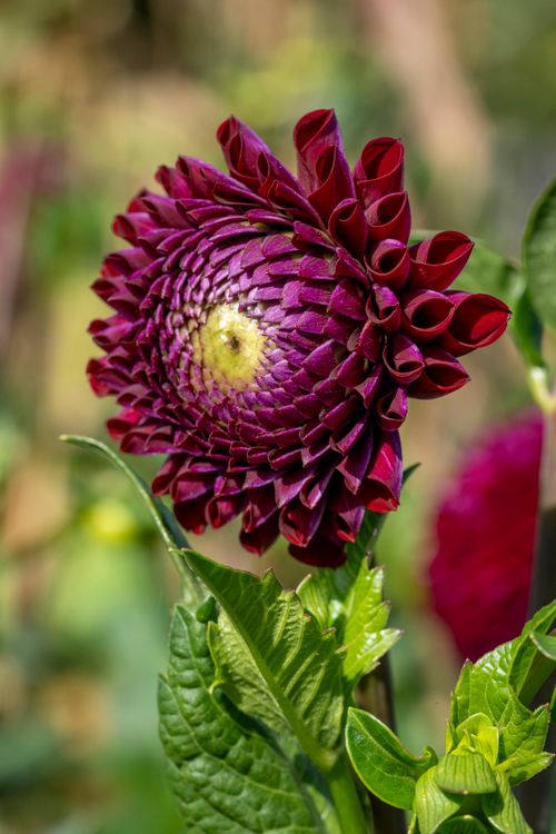 Free Close-up of a vibrant purple dahlia flower in full bloom with lush green foliage. Stock Photo