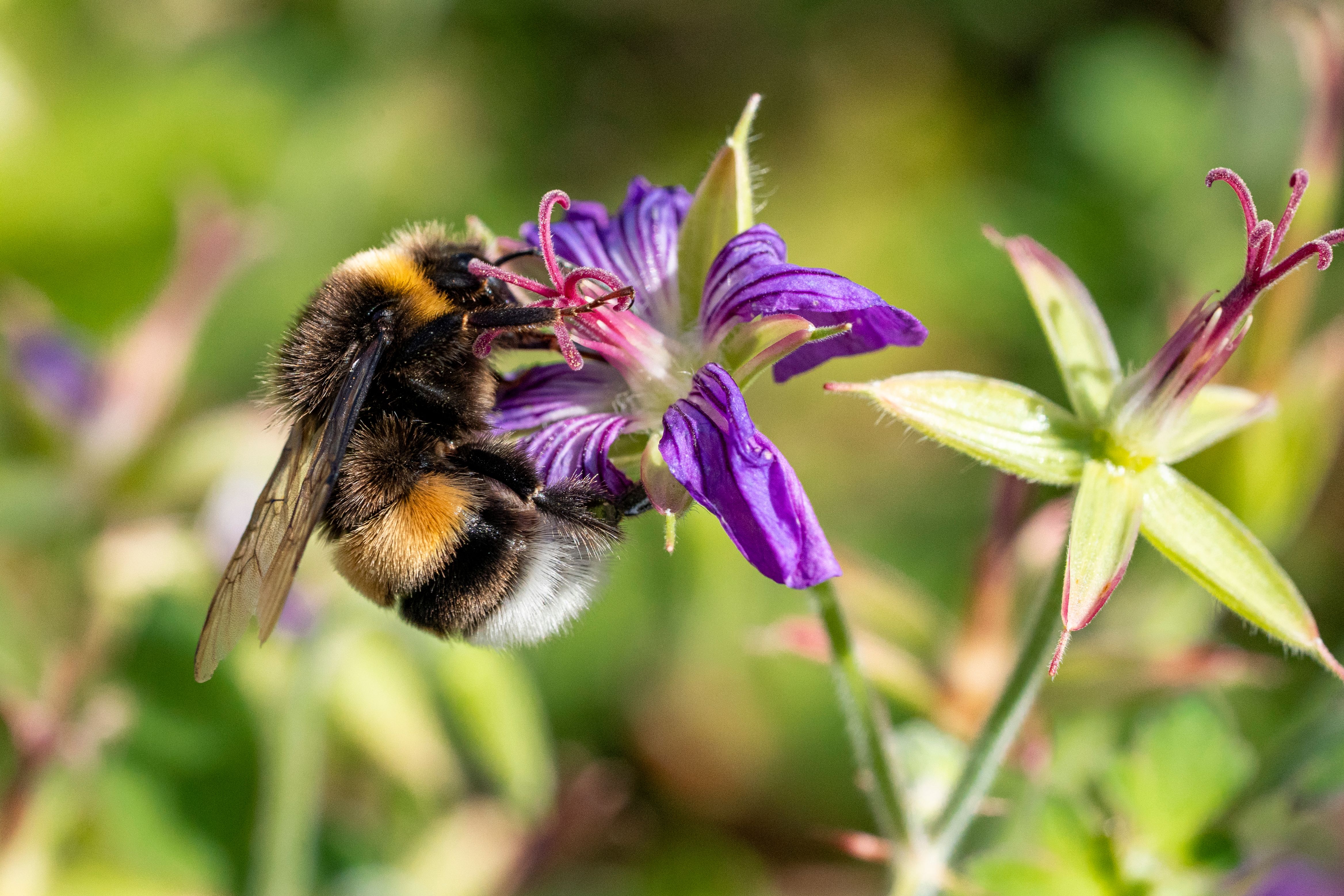 Bumble Bee Removal in Pueblo, CO