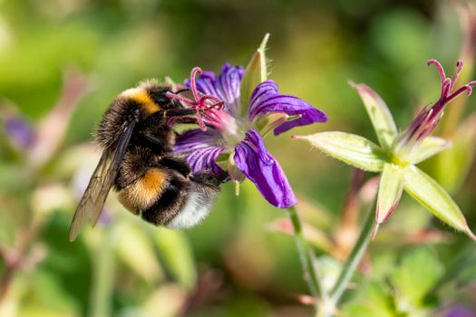 A detailed macro shot of a bumblebee pollinating a vibrant purple flower in spring.