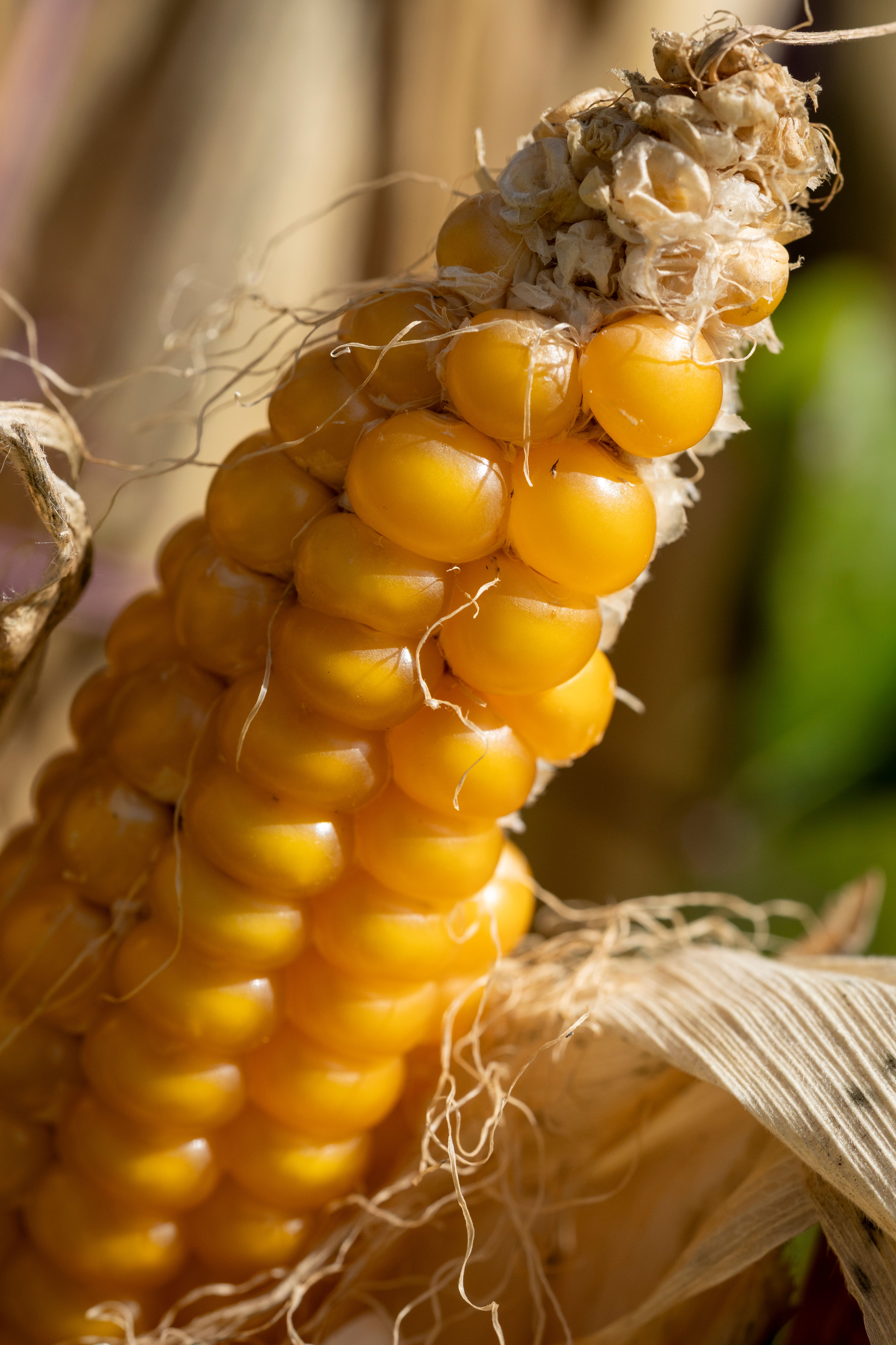 Free Detailed close-up of a fresh yellow corn cob showcasing texture and natural beauty. Stock Photo