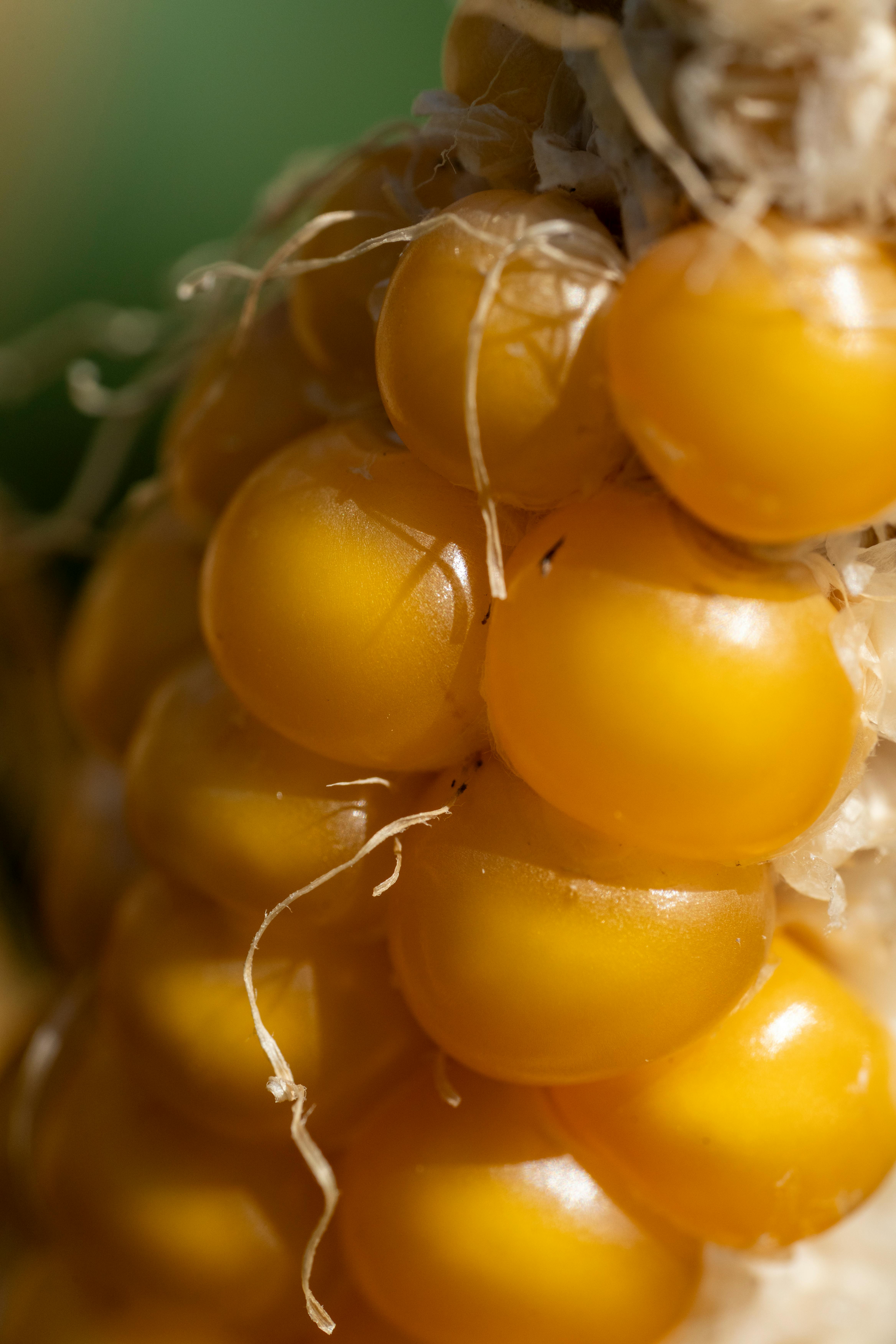 Biofarm insights image