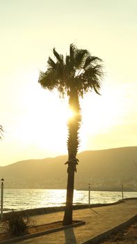 A tranquil scene of a palm tree silhouette against a sunlit beach at sunset, evoking a tropical paradise.