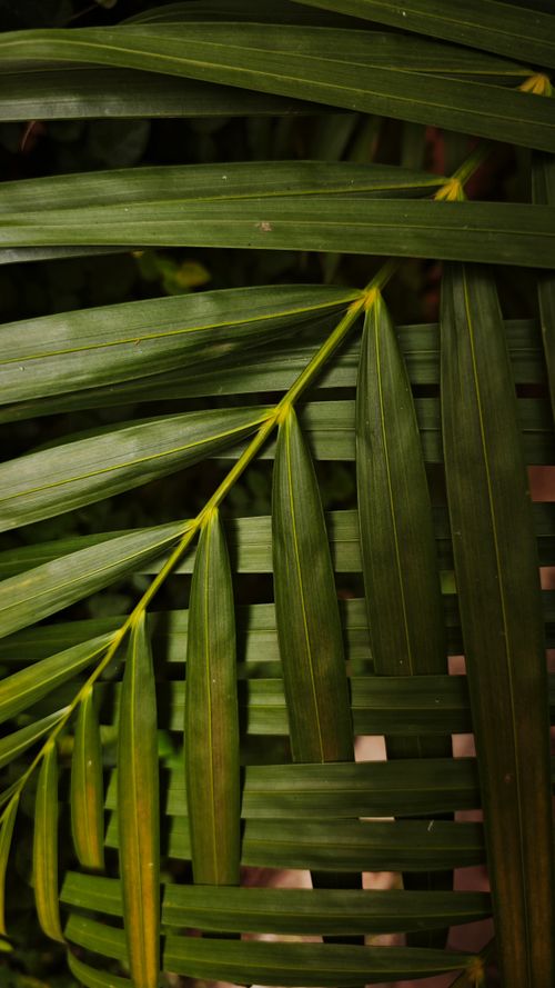 Free Detailed view of lush green tropical palm leaves highlighting nature's intricate patterns and textures. Stock Photo