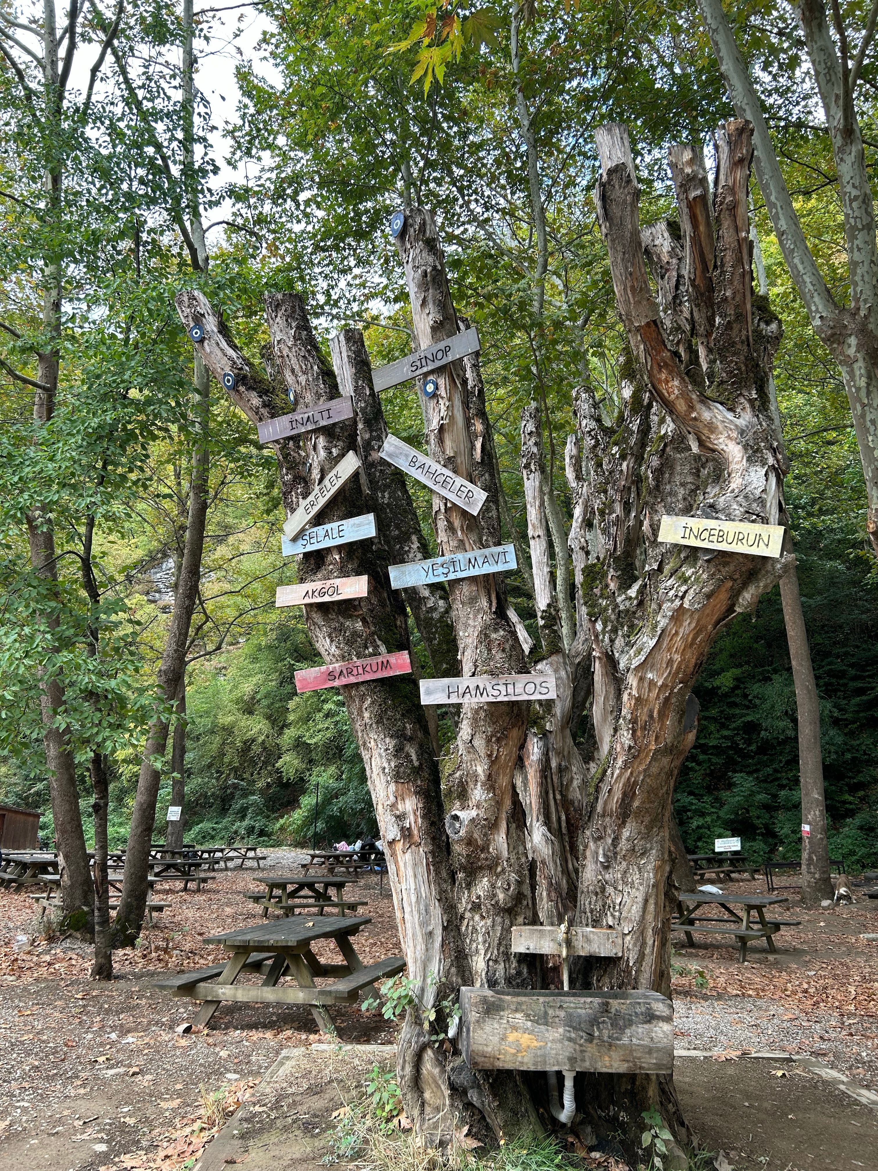 Rustic Tree with Direction Signs in Forest · Free Stock Photo
