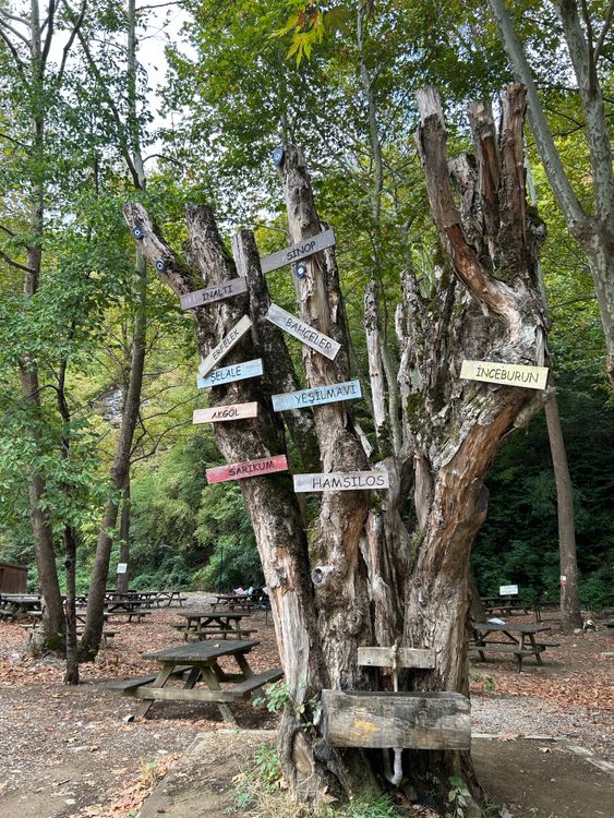 Rustic Tree with Direction Signs in Forest · Free Stock Photo