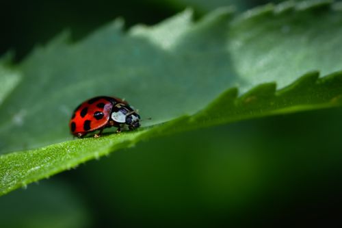 Free Detailed macro image of a ladybug on a green leaf, showcasing vibrant colors and natural texture. Stock Photo
