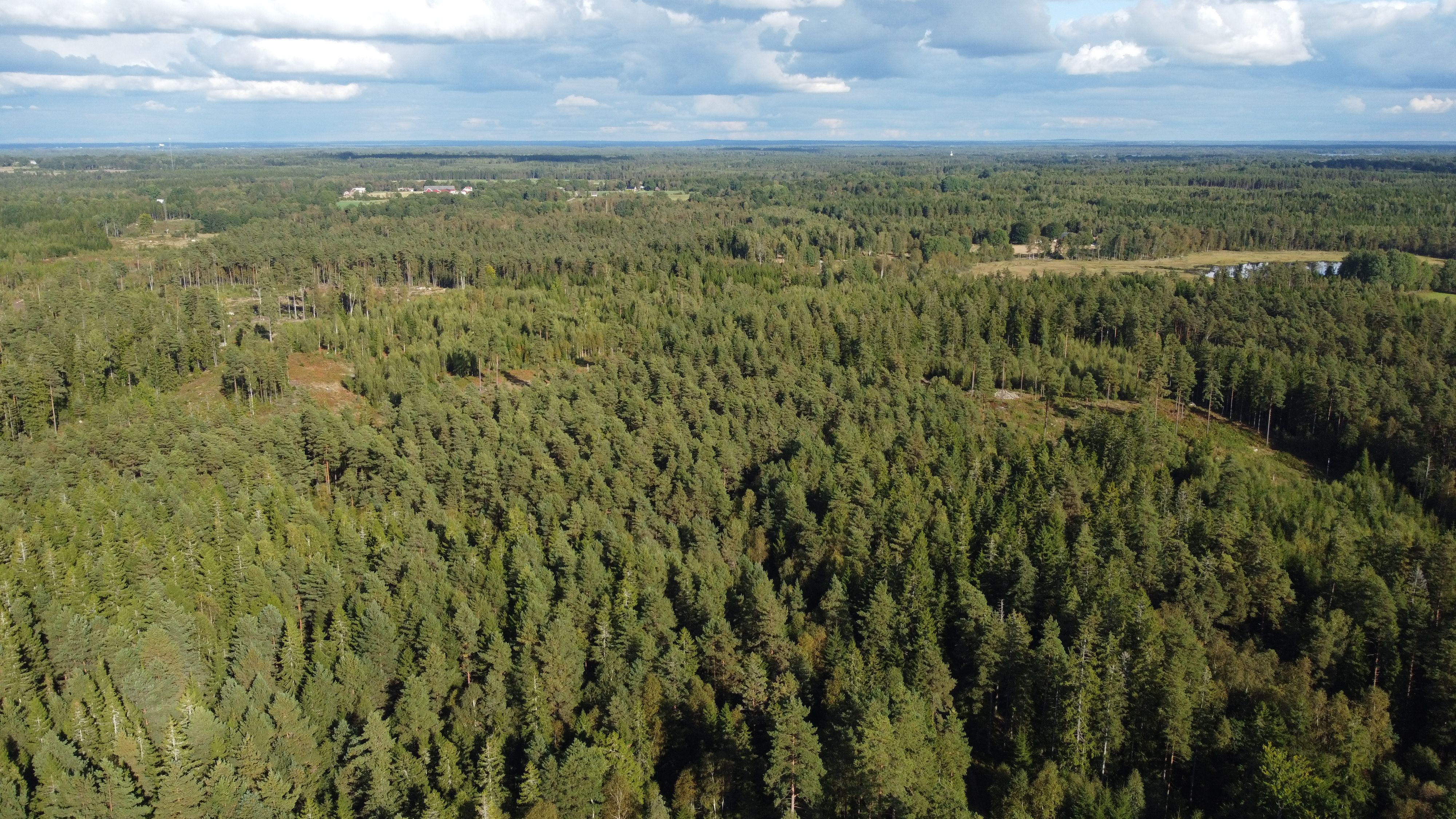 Investors are buying up vast tracts of timberland across U.S. in one of market's longest-term bets