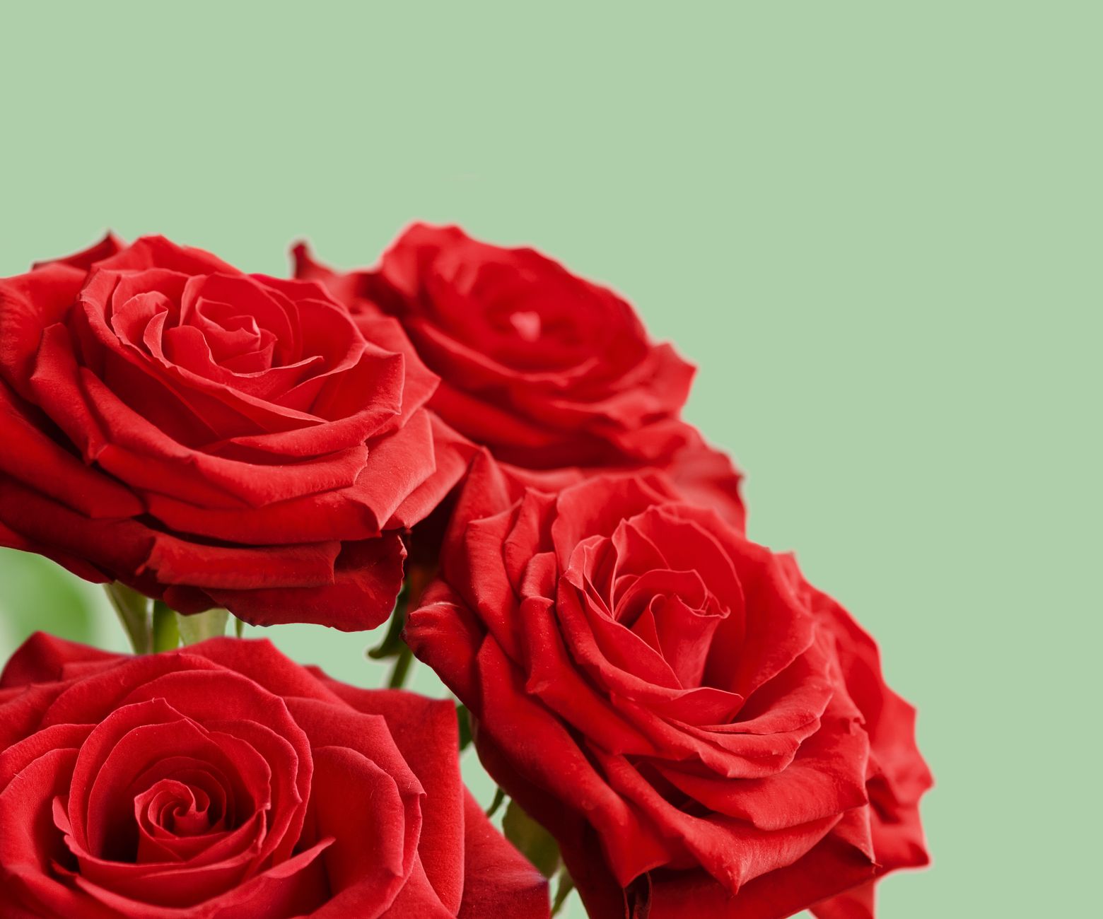 Beautiful red roses in full bloom against a soft green background, symbolizing love and elegance.