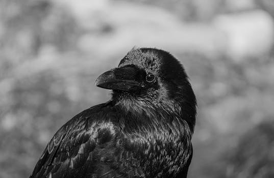 Monochrome close-up image of a crow showcasing its glossy feathers and sharp beak.