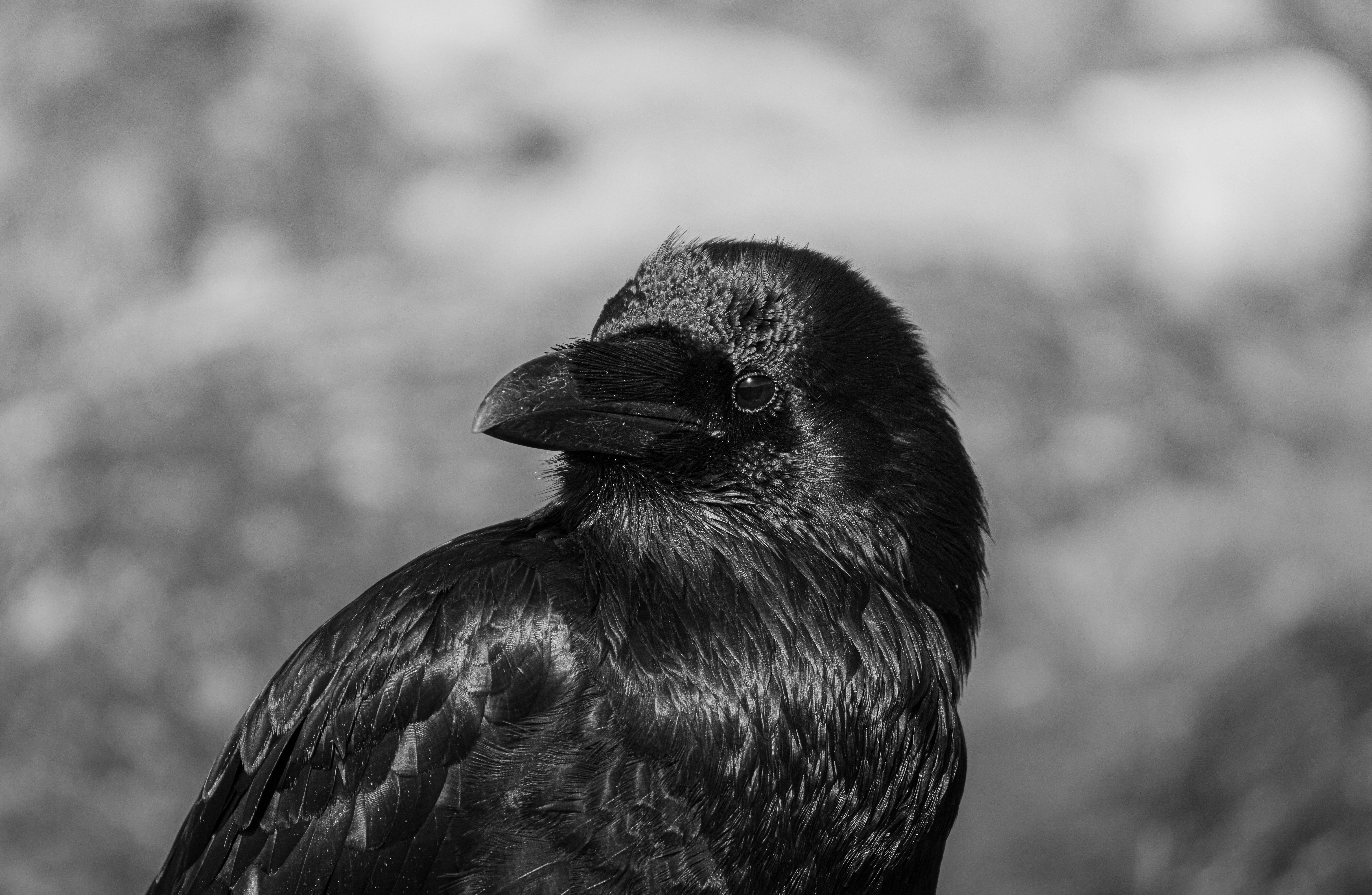 Kostenlos Monochrome Nahaufnahme einer Krähe mit ihren glänzenden Federn und ihrem scharfen Schnabel. Stock-Foto
