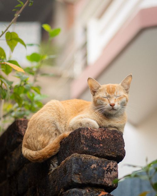 Free Charming orange cat peacefully resting on a wall amidst greenery. Stock Photo