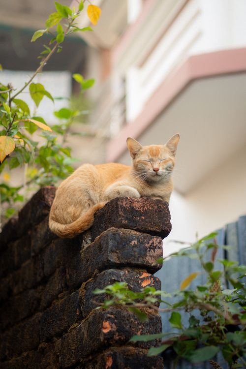 Free A serene ginger cat comfortably resting on a rustic brick wall in an urban setting. Stock Photo