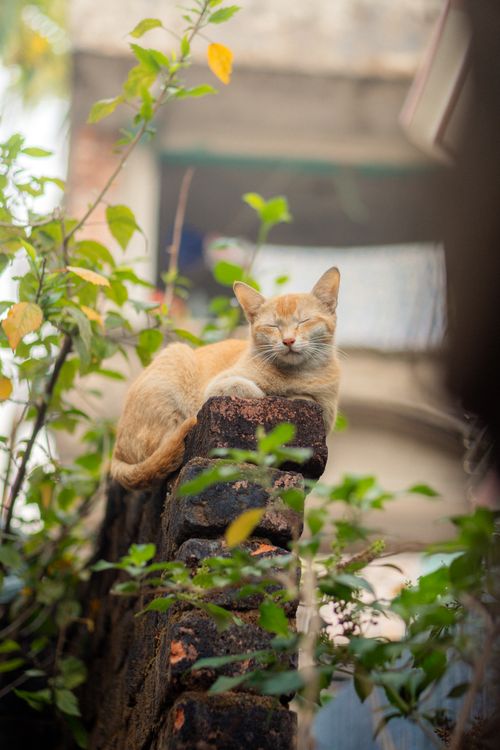 Free A calm orange cat rests on a garden wall surrounded by greenery, basking in the outdoor warmth. Stock Photo