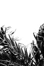 Black and White Palm Leaves Against Sky