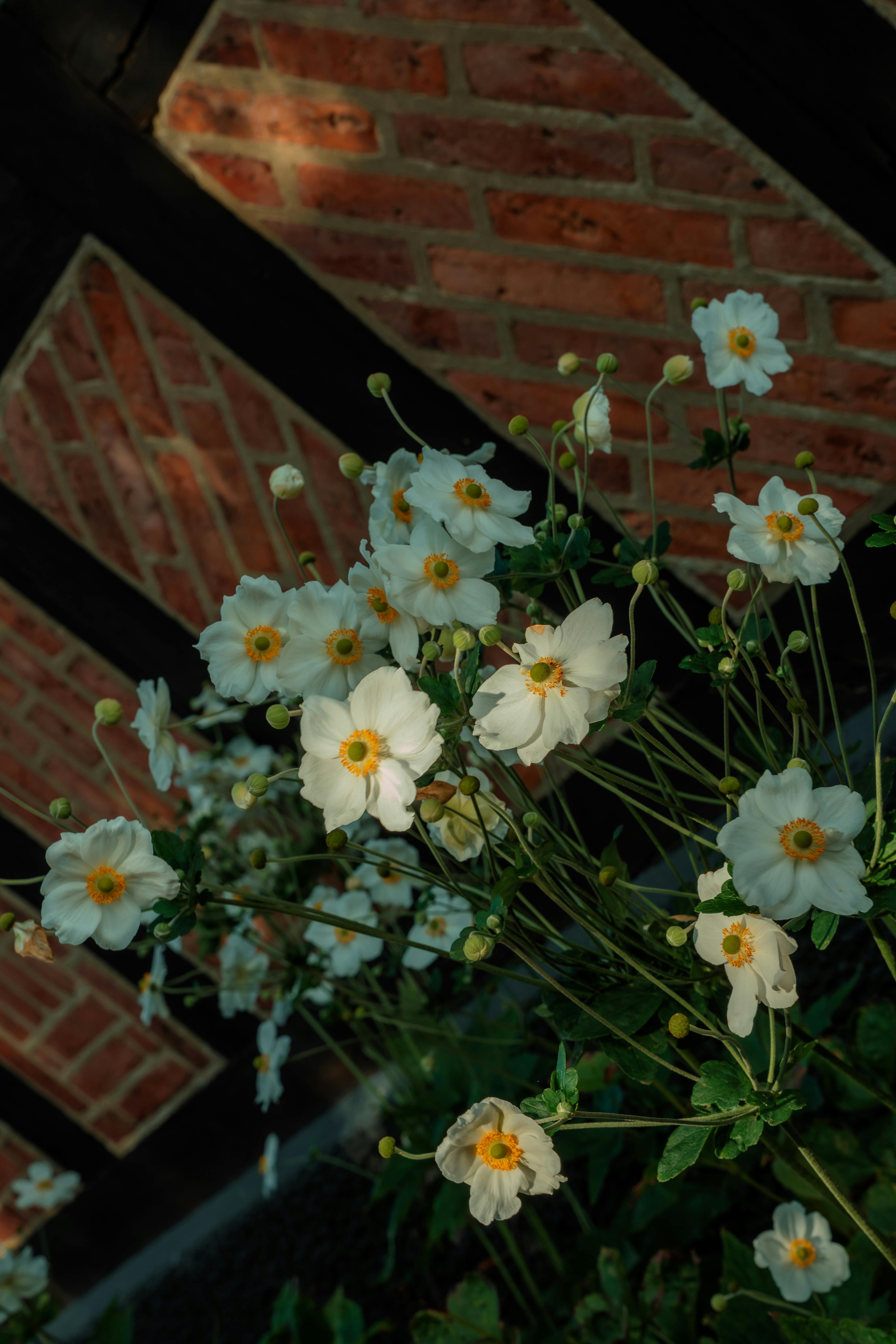 [ColoSach]-beautiful-white-anemones-blooming-beside-a-rustic-brick-wall-in-lund,-sweden.