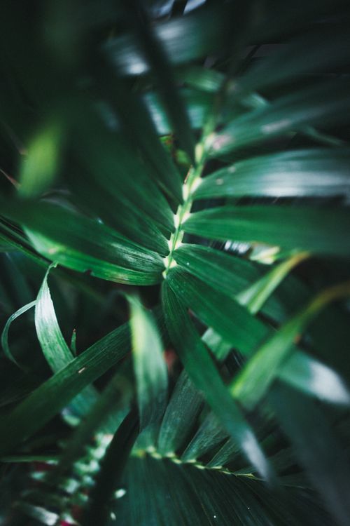 Free Detailed view of green palm leaves with dramatic lighting and focus. Stock Photo