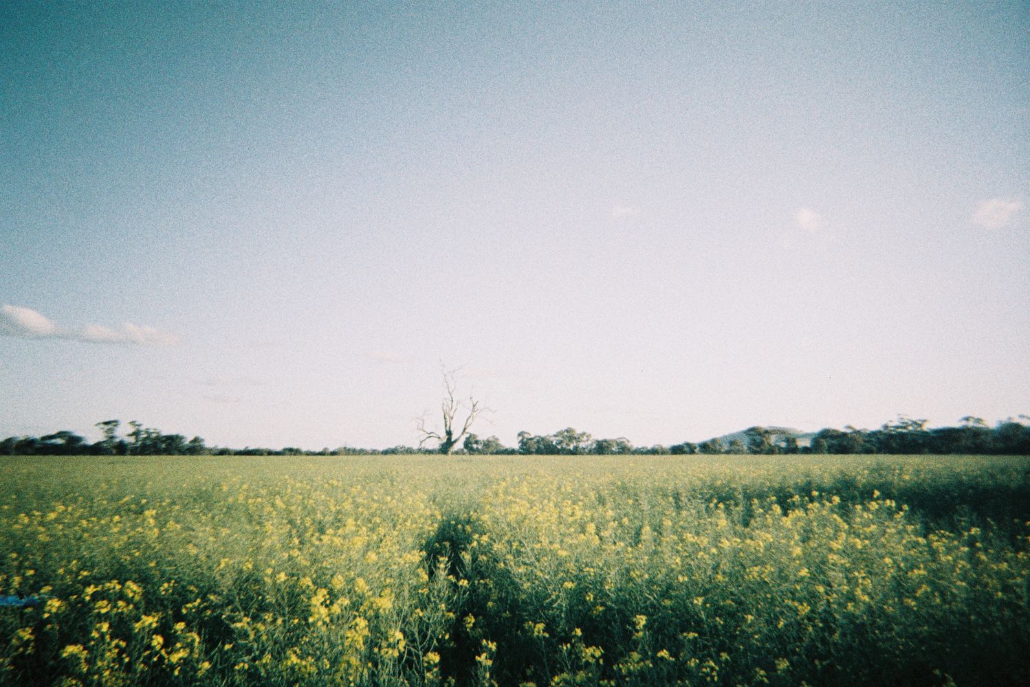 Australian Fields Photos, Download The BEST Free Australian Fields ...